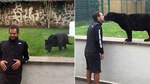 حمله پلنگ سیاه برای بوسیدن مرد وحشتزده +فیلم و عکس