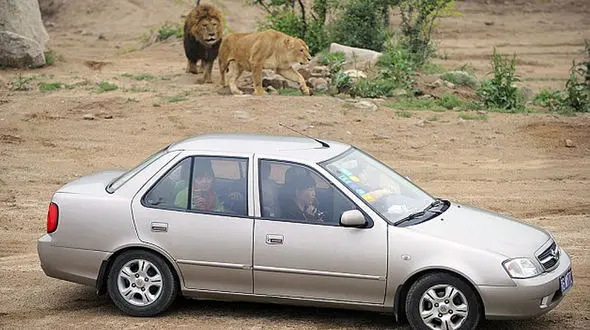 ببر یک زن چینی را در پارک حیات‌وحش شهر پکن درید+فیلم و عکس