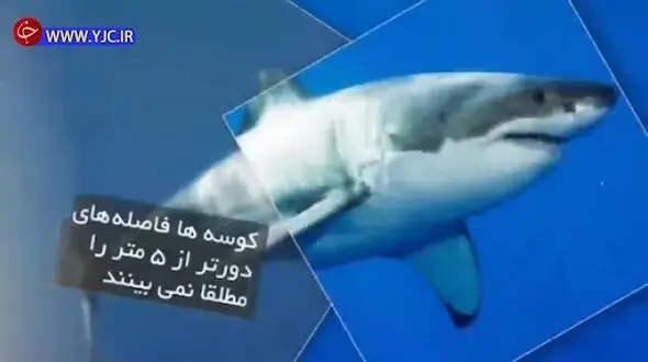 ۱۱ دانستنی جالب و شگفت‌انگیز که شاید تاکنون نشنیده باشید! + فیلم