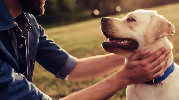 مجازات حیوان آزاری