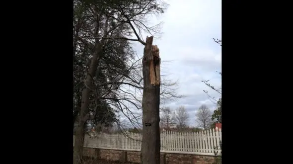  باد شدید درخت 227 ساله جورج واشنگتن را نیز در هم شکست