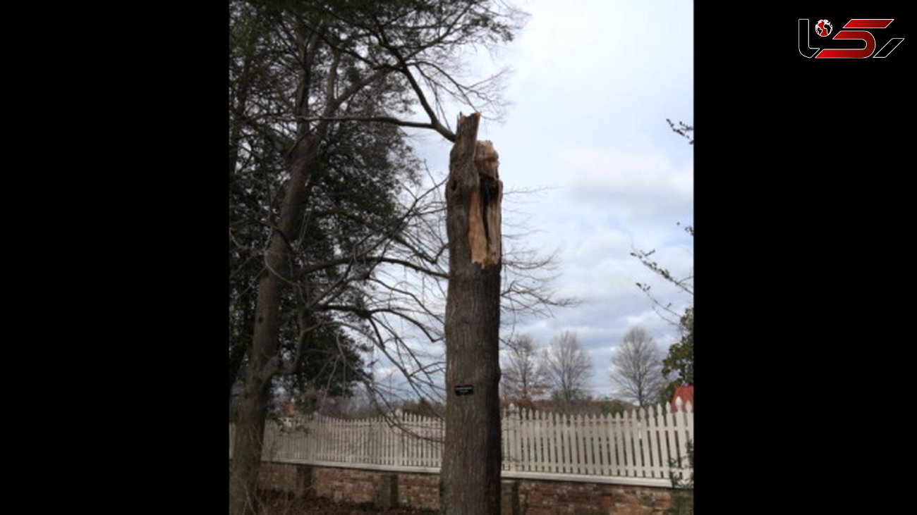  باد شدید درخت 227 ساله جورج واشنگتن را نیز در هم شکست