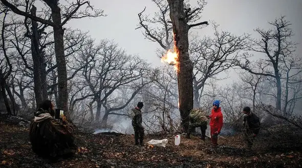۲۵۶ آتش‌سوزی از ابتدای سال؛ هشدار جدی درباره خشکی بی‌سابقه جنگل های ایران / آتش الیت چالوس؛ نماد شکاف فناوری در مدیریت بحران