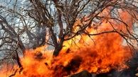 آتش باد گرم بلای جان جنگل های گیلان / خطر حریق های گسترده بام سبز ایران را تهدید می کند 