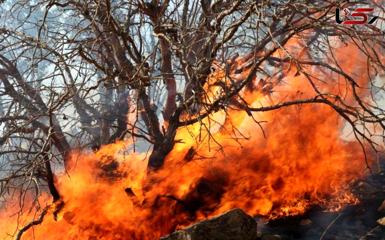 فیلم آتش سوزی گسترده در آرژانتین