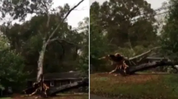 له شدن خانه جنگلی بر اثر سقوط درختی تنومد + فیلم