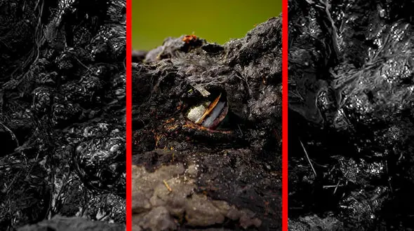 فیلم پلک سوم کروکودیل و انطباق با زندگی آبی