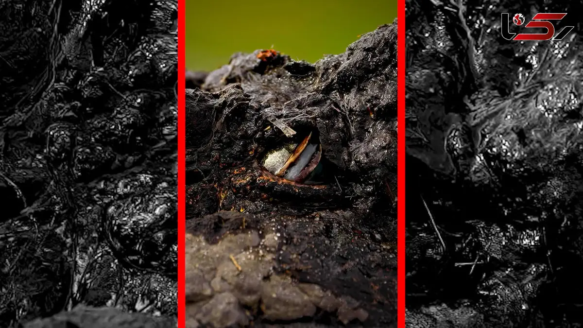 فیلم پلک سوم کروکودیل و انطباق با زندگی آبی