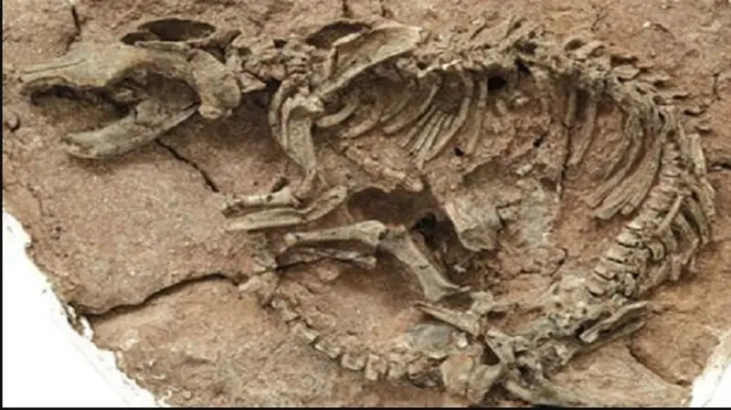 جد تمساح