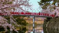 طبیعت زیبا و شگفت انگیز شکوفه ها در ژاپن +گالری عکس 
