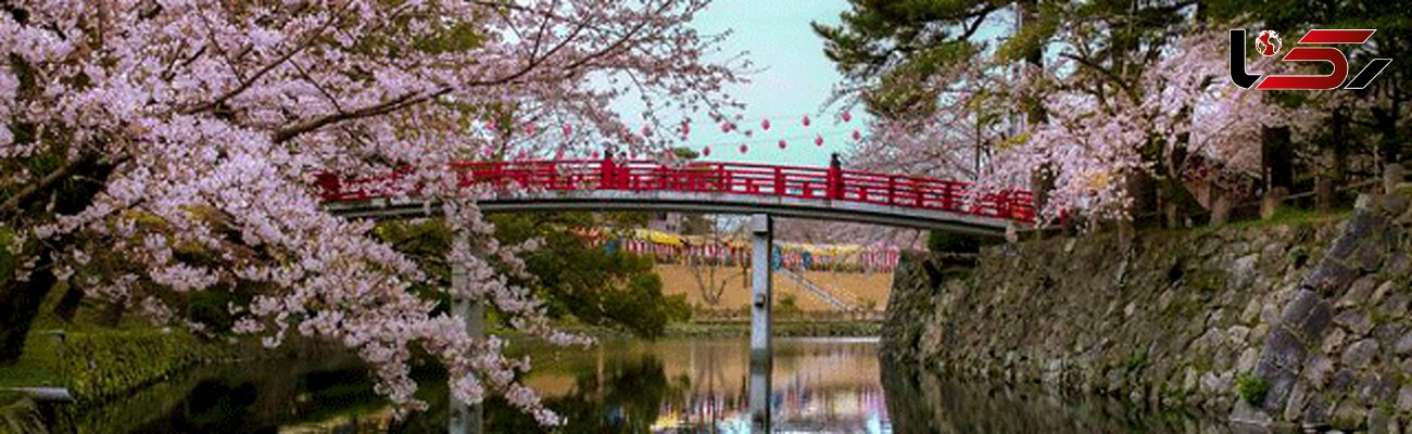 طبیعت زیبا و شگفت انگیز شکوفه ها در ژاپن +گالری عکس 
