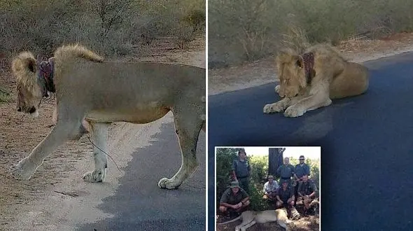 پیام اینترنتی برای نجات یک شیر زخمی