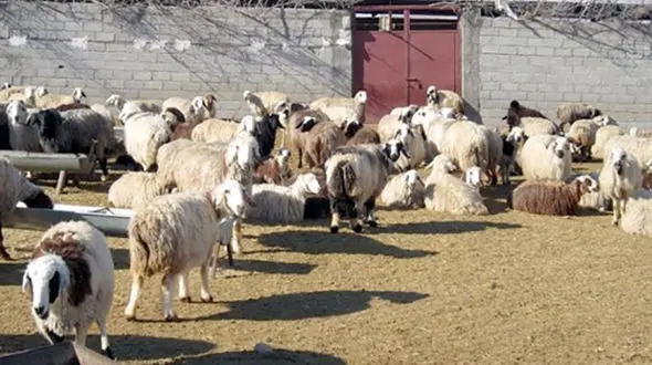 پرونده سارقان مسلح احشام به دادگاه انقلاب کرج رفت