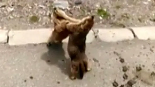 فیلم دیدنی از دعوای خیابانی 2 سنجاب+تصاویر