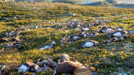 صاعقه در نروژ صدها گوزن را کشت