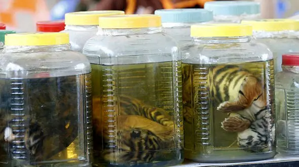 کشتار ۴۰ توله ببر که جنجال به پا کرد + فیلم و تصاویر این فاجعه