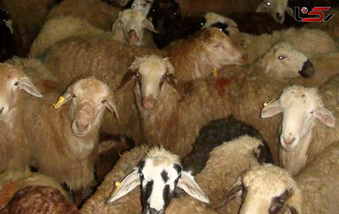 دزدی 100 گوسفند برا ی تسویه حساب