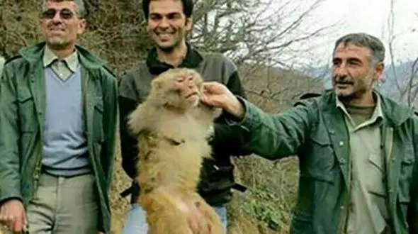 تعقیب و گریز محیط‌بانان با یک میمون در جنگل