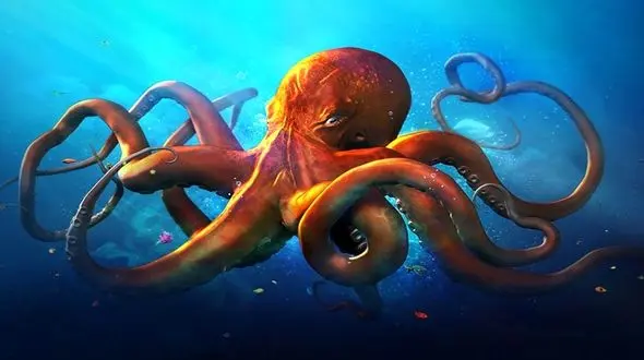 ببینید / آزاد سازی هشت پای غول پیکر به دست ماهیگیران آمریکایی + فیلم