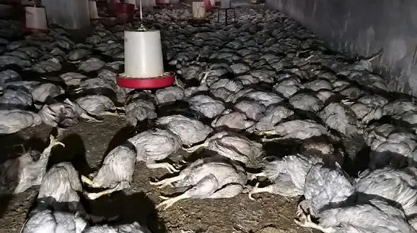 سوختن 7 هزار مرغ در مرغداری نهبندان 