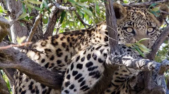 تصاویر دیدنی از حیات وحش
