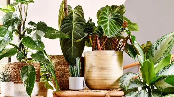 معرفی 10 نمونه از زیباترین گیاهان آپارتمانی مناسب فصل پاییز / عکس