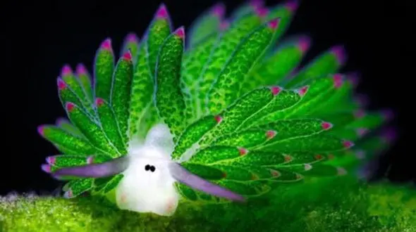 ببینید / بامزه ترین گوسفند در زیرآب زندگی می کند! + فیلم 