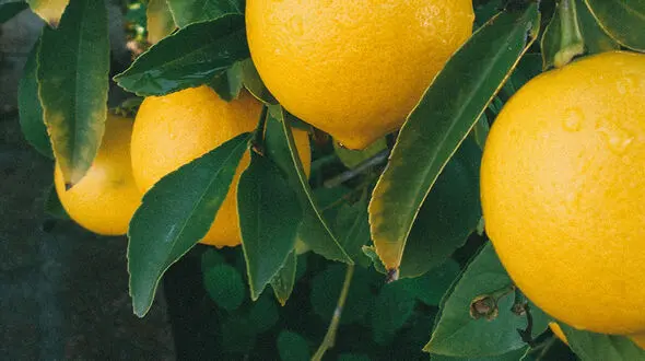 معجزه لاغری با این روغن طبیعی