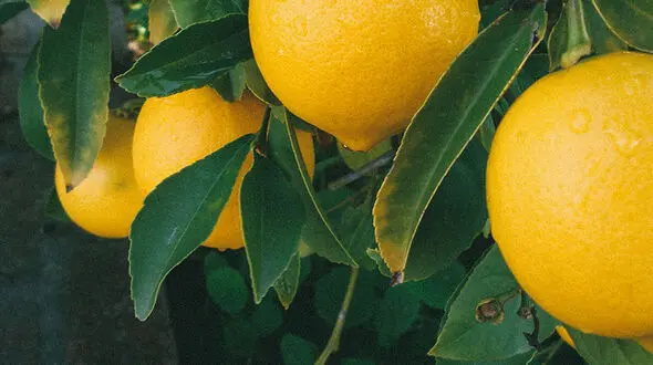 معجزه لاغری با این روغن طبیعی