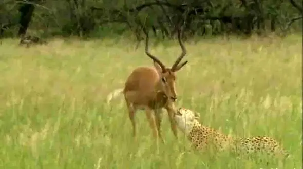 تعقیب و گریز پلنگ و غزال + فیلم