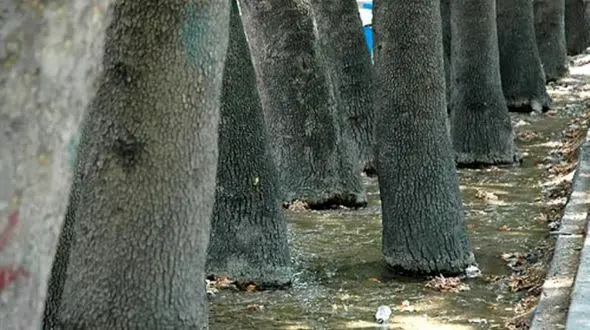 نگرانی در مورد وضعیت چنارهای خیابان ولیعصر