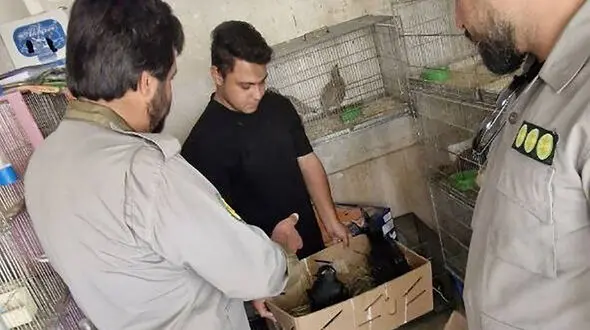 عکس / ضبط گونه‌ های حفاظت‌ شده در بازار پرندگان خلیج فارس 