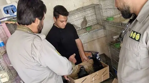 عکس / ضبط گونه‌ های حفاظت‌ شده در بازار پرندگان خلیج فارس 
