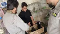 عکس / ضبط گونه‌ های حفاظت‌ شده در بازار پرندگان خلیج فارس 