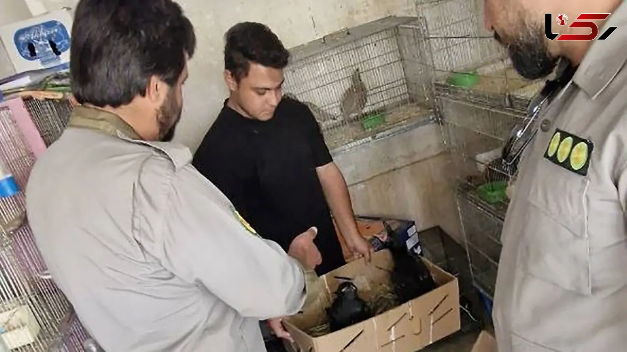 عکس / ضبط گونه‌ های حفاظت‌ شده در بازار پرندگان خلیج فارس 