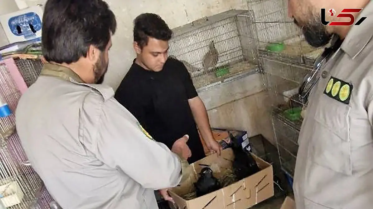 عکس / ضبط گونه‌ های حفاظت‌ شده در بازار پرندگان خلیج فارس 