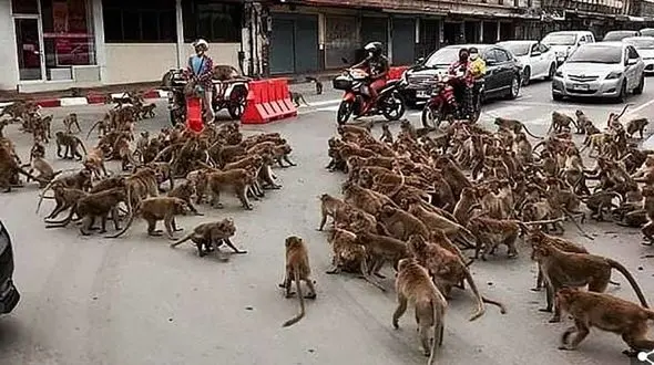 درگیری میمون ها شهر را به هم ریخت + فیلم