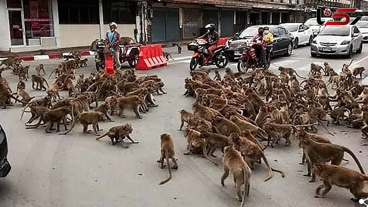 درگیری میمون ها شهر را به هم ریخت + فیلم