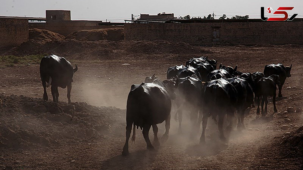 توقیف محموله میلیاردی احشام قاچاق در مرزهای بلوچستان