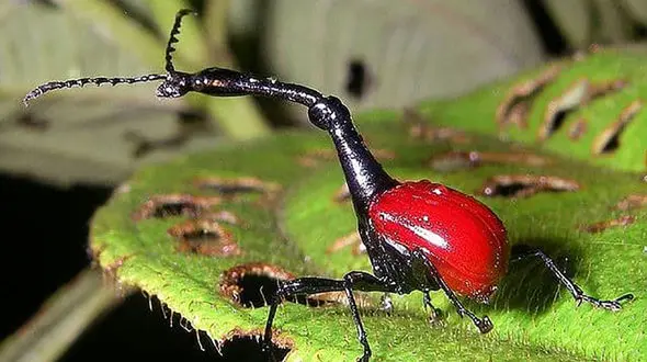 سوسکچه زرافه‌ای + عکس