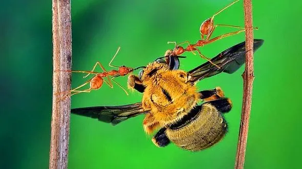 کشفیات تازه درباره زندگی اسرارآمیز مورچه ها +عکس های دیدنی 