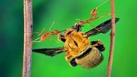 کشفیات تازه درباره زندگی اسرارآمیز مورچه ها +عکس های دیدنی 