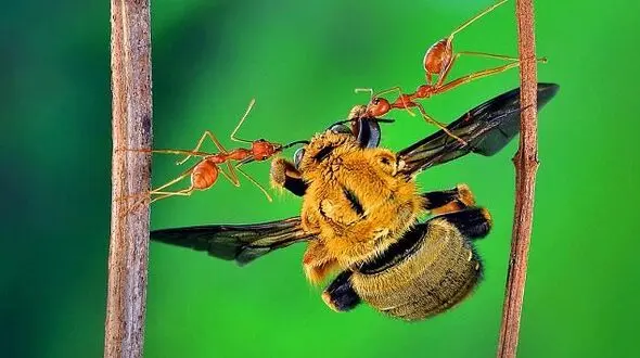 کشفیات تازه درباره زندگی اسرارآمیز مورچه ها +عکس های دیدنی 