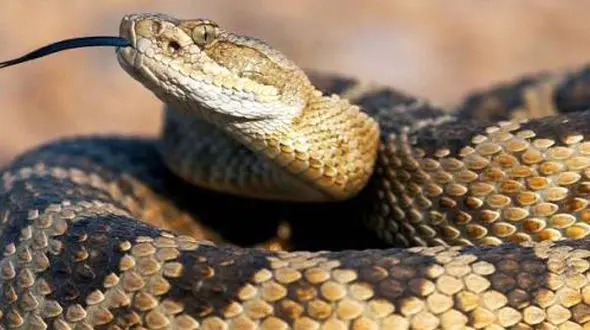 خطرناک ترین و جذاب ترین جانوران جنگل آمازون +تصاویر دیدنی و کم نظیر