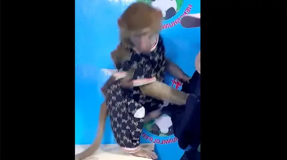 فیلم دیدنی از واکنش یک میمون به ترسیدن دختر جوان