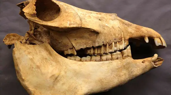 راز جسد یک خر در قبر قدیمی یک زن ! / چین + عکس ها
