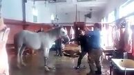 کشتار اسب برای فروش گوشت در استان کردستان / افزایش نگران کننده کشتار اسب !