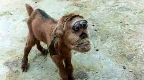 تولد یک بز با صورتی شبیه انسان در مصر + عکس