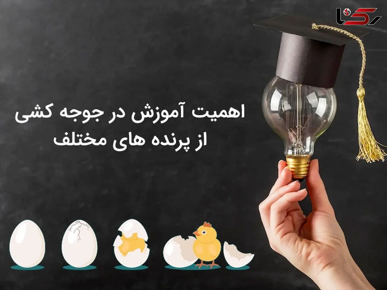 برای موفقیت در جوجه کشی از پرنده های مختلف باید چه آموزش هایی را ببینیم؟
