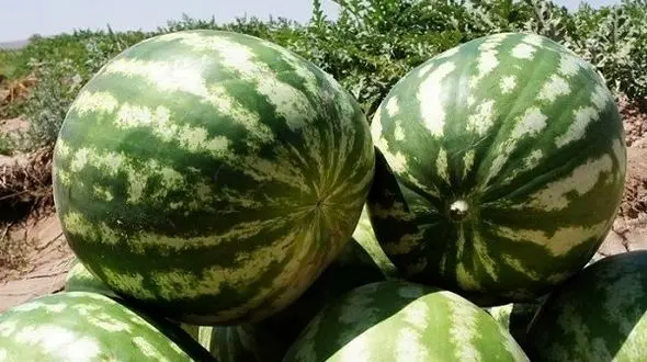 گناوه به قطر هندوانه صادر کرد